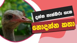 දන්න පැස්බරා ගැන නොදන්නා දේ | Y Handawa | Y Fm