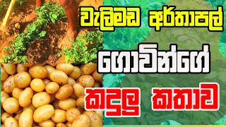 අර්තාපල් ගොවින් මුහුණ දෙන ගැටළු Problems faced by potato farmers