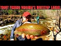 Trout Fishing Virginia's Whitetop Laurel