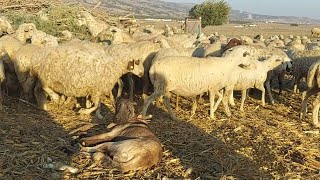 KARAKIRÇIL ANADOLU ÇOBAN KÖPEKLERİ ! ESKİŞEHİRDE SÜLEYMAN AĞANIN YANINDAYIZ ! KÖY HAYATI HAYVANCILIK