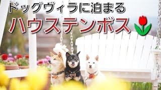 ハウステンボス 犬連れで楽しむはじめてのハウステンボス🌷🌷🌷