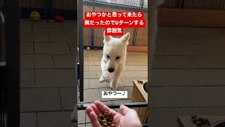 【柴犬】おやつもらえると思って嬉しそうに来た結果www　　#shorts 　#柴犬　#子犬　#癒やし #かわいい #仔犬　#可愛い