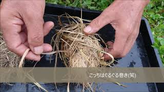 《自然観察-3》カヤネズミの巣　中はどうなってるの？どうやって稲に付いてるの？