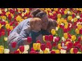 Thousands Of Tulips In Bloom At Rhode Island Farm