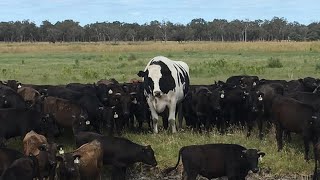 その名も「パンツ」　巨体のおかげで命拾いした牛