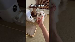 【ラグドールのわたげ】撫でられたくてスリスリしてくる猫#shorts #猫 #ラグドール