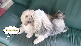 Bravecto Spot On Review by Havanese dogs