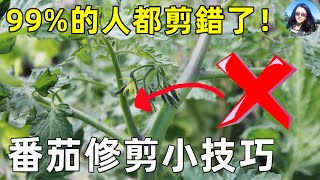 颠覆认知的番茄不生病修剪訣竅, 99.9%的人竟然不知道!