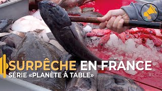 La surpêche au menu en Méditerranée / Épisode 2 "PLANÈTE À TABLE"