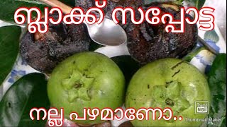 Black Sapote # review by Thoppil Orchards, Video no# 4. 28 February 2020