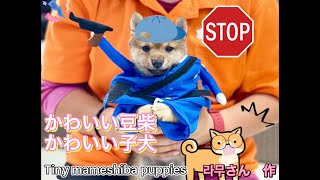 【豆柴・柴犬】ニャンコ先生初登場？！まめしば可愛い子犬達❤︎Mame Shiba Dog puppies!! Make You Happy!!