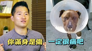 瀕死的比特犬被主人丟在路邊等死，被領養後無法正常生活，訓犬師用愛意敞開它的心扉，幫助狗狗重生