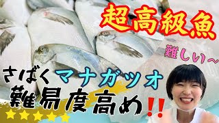 【超高級魚！！マナガツオ】お刺身、絶品すぎる。。。気合いで捌いていく！！