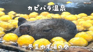 【カピバラ】ゆっくり。まったり。カピバラ温泉　～冬至ゆず湯の巻～