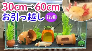 【3/3】ウーパールーパー、高級住宅へお引っ越し 《完成》　/ウーパールーパー・飼育・かわいい・おもしろ・両生類・メキシコサンショウウオ・アホロートル・メキシコサラマンダー・動物・水槽・立ち上げ