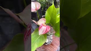 How to grow anthurium in the water