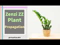 Zenzi ZZ Plant propagation in 2 Minutes | Very Easy and Useful | Free Time DIY