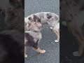 the dogs playing outside adorable aussie australianshepherd dog