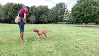 Residential Gundog Training - STOP WHISTLE - Skye 1 year old labrador