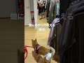 鏡に向かって吠える柴犬 アラレ スマイル 柴犬 柴犬の日常