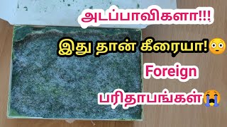 ஜெர்மனியில் FREEZERல் விற்கப்படும் கீரை! இந்த கொடுமைக்கு நாங்களே கீரை வளத்துக்குவோமே