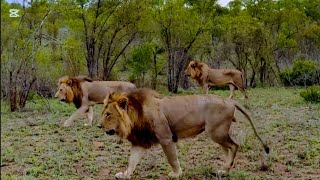 4 Kambula Male Lions Together Roaring at Mala Mala | Mapogos Great Grandsons | 21 December 2024