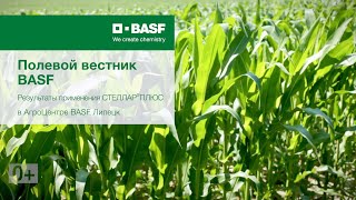 Полевой вестник BASF. Опыт применения СТЕЛЛАР®ПЛЮС на кукурузе