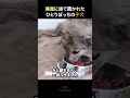 廃屋に捨てられた独りぼっちの子犬