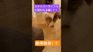 絶体絶命！！！スナイパーライフルに狙われる猫！！？ #ねこ  #猫 #shorts