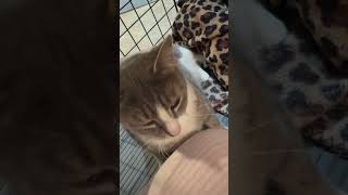 Video of adoptable pet named Snugzie (24-116)