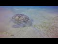 12.08.2017 EGYPT - Marsa Alam - ABU DABBAB: Turtle GOPR2358