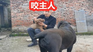 巨型比特犬越养越不对劲，准备咬主人，原来是这里的问题