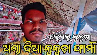 Layer poultry farm Vijayawada//ଅଣ୍ଡା ଦିଆ କୁକୁଡ଼ା କମ୍ପାନୀ //how to start layer poultry farming