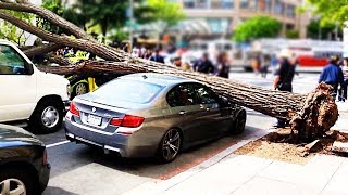 Trees vs Cars - Trees falling on Cars compilation || CCC