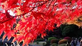 新宿御苑の紅葉　The autumn leaves in Shinjuku Imperial Park, Shinjuku, Tokyo, Japan