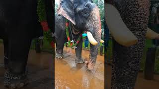 #703 മുള്ളത്ത് ഗണപതി | mullath ganapathy #elephant_video