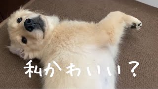 仔犬の寝顔はかわいすぎる…！【ゴールデンレトリバー】