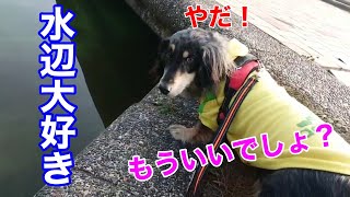 水辺が好きすぎてお散歩が進まないミニチュアダックスとラブラドールのミックス犬くう Mixed breed Qoo