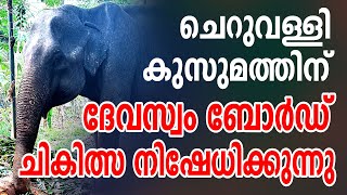 ചെറുവള്ളി കുസുമത്തിന് ദേവസ്വം ബോര്‍ഡ് ആയുര്‍വേദ ചികിത്സ നിഷേധിക്കുന്നു | Cheruvally Kusumam news