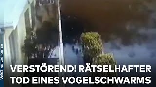 VERSTÖRENDE VIDEOAUFNAHMEN: Vogelschwarm stürzt plötzlich in rätselhaften Tod