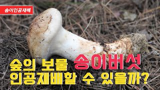 숲의 보물 송이버섯 인공재배할 수 있을까? #송이버섯 #인공재배