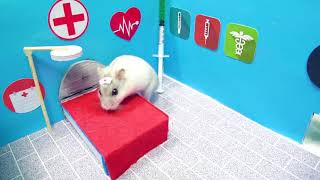 DQ Hamster Nurse Pets cute Hamster pets - Mr Hamster Maze hamsterstories mazediytraps #00