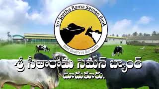 SRI SEETHARAMA SEMEN BANK