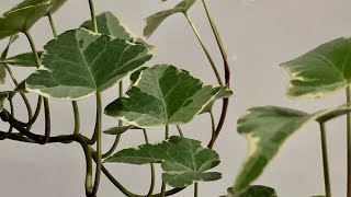 My Variegated Ivy Plant: So Misunderstood! (\u0026 CARE TIPS!)