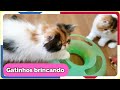 Gatinhos brincando - Gatil Hauser