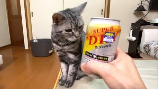 プルタブ缶詰は全部猫缶だと思ってる猫