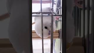 こう見えて実は...毒舌インコやってますw                #shorts #セキセイインコ #おしゃべりインコ