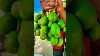 Delicious Fresh June Plum Picking Adventure#juneplum #youtubeshorts #ambarella #aamra #amra #hogplum