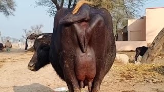 Top Class Beautiful Neeli Ravi Buffalo For Sale In Pakistan On Youtube 13/1/2025