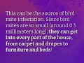 do bird mites live in beds